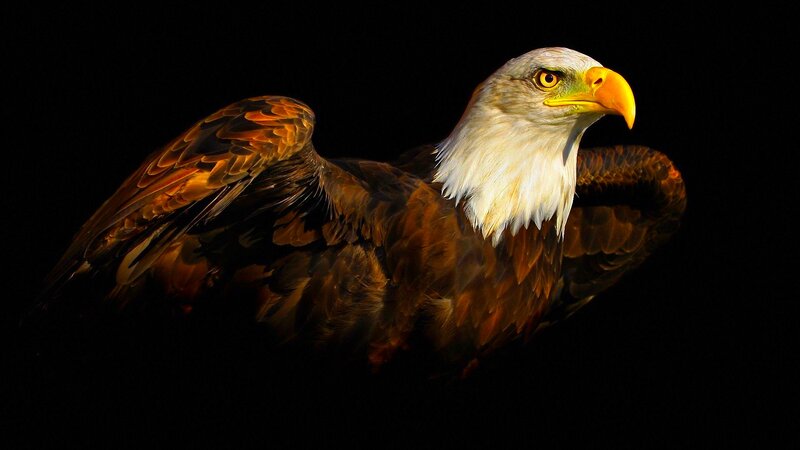 Bald Eagle — Brown, Dramatic