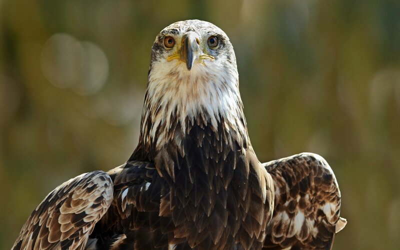 Bald Eagle — Brown, Intense, Afternoon