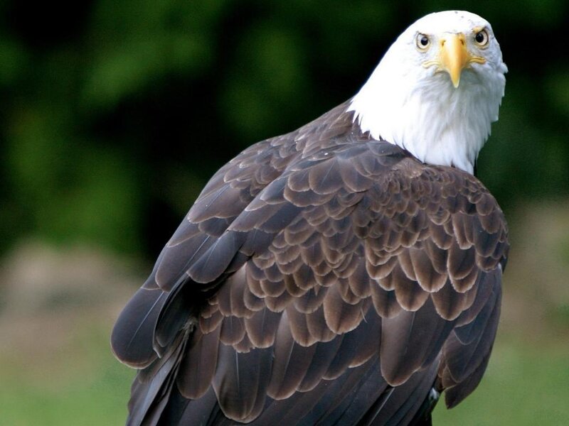 Bald Eagle — Brown