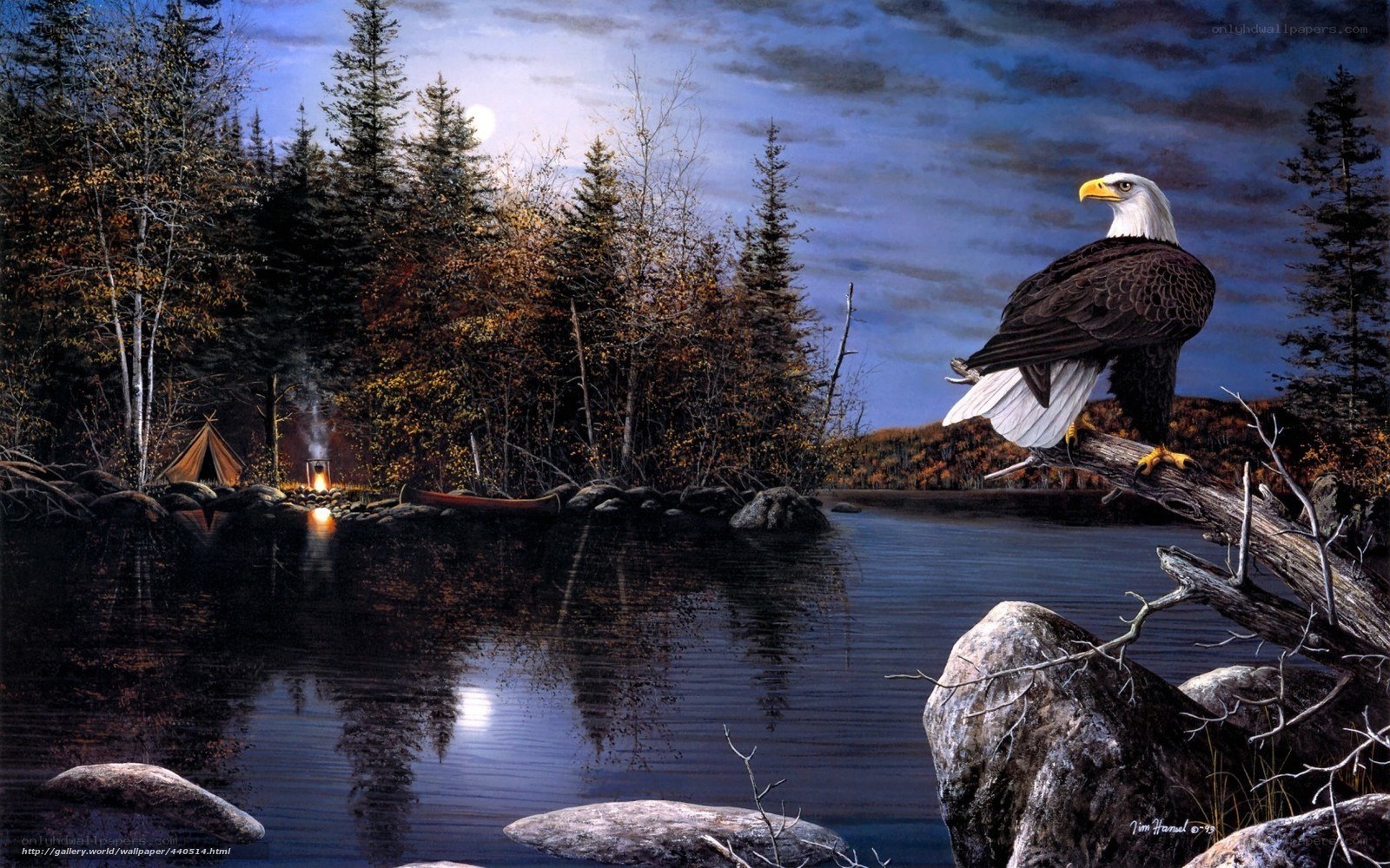 Bald eagle by a lake at night