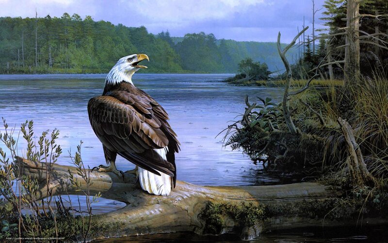 Bald eagle by a lake