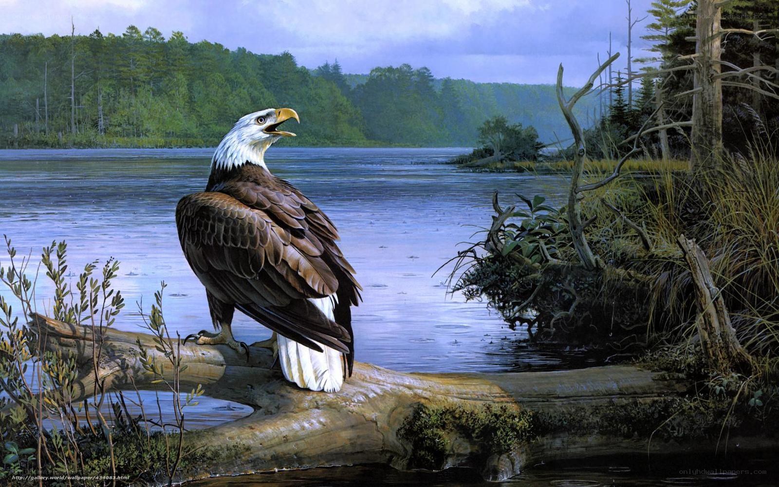 Bald eagle by a lake