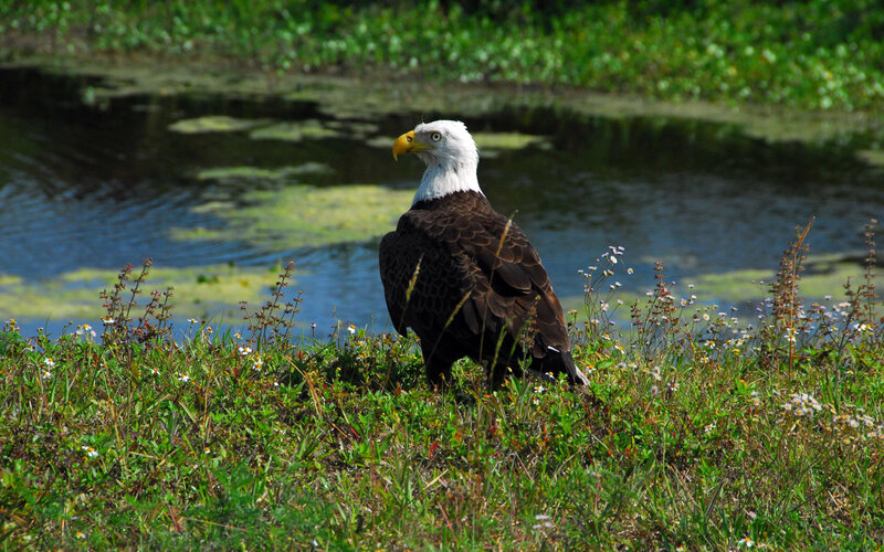 Bald eagle by the pond