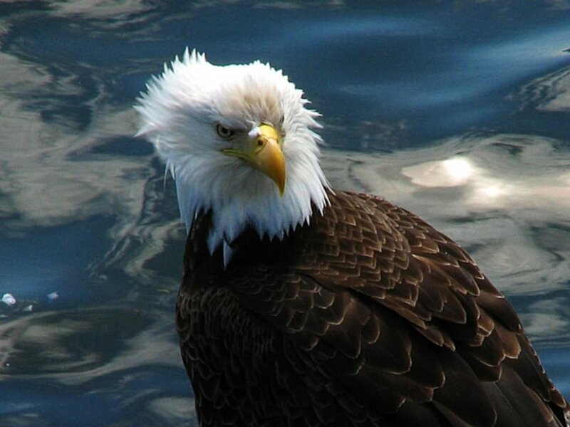 Bald eagle by the water