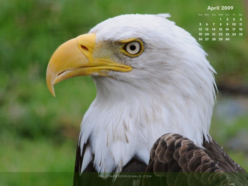Bald eagle calendar image