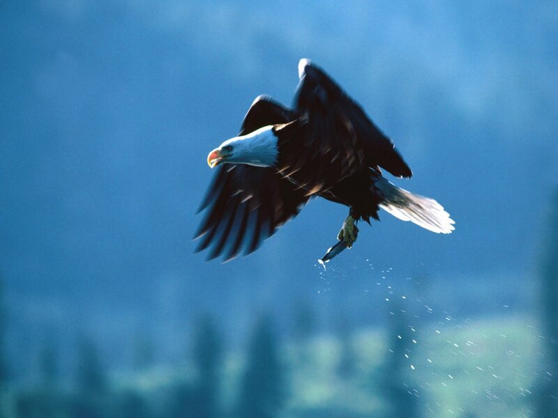 Bald eagle catching fish