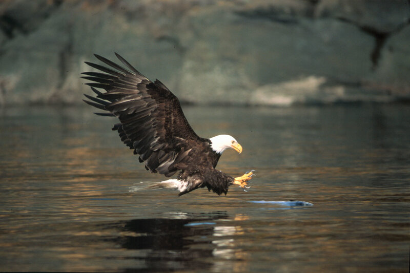 Bald eagle catching fish