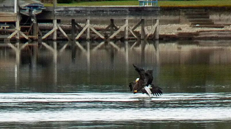 Bald eagle catching fish