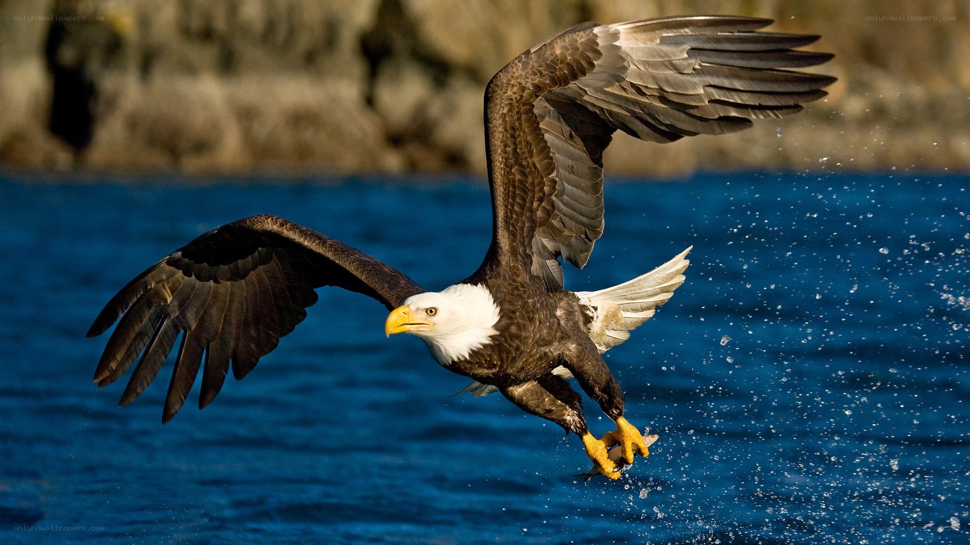 Bald eagle catching fish