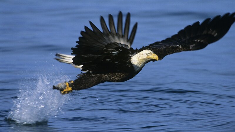 Bald eagle catching fish
