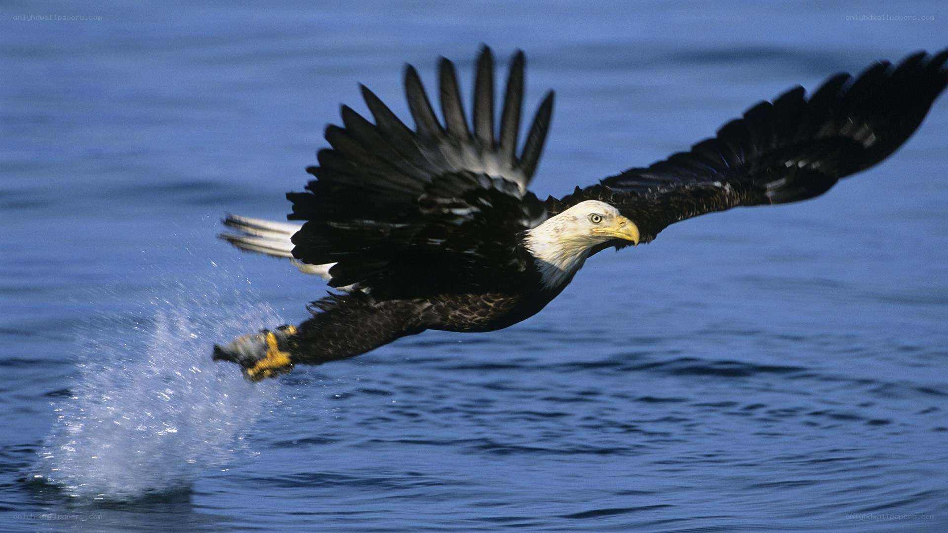 Bald eagle catching fish