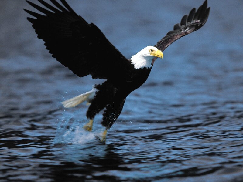 Bald eagle catching fish