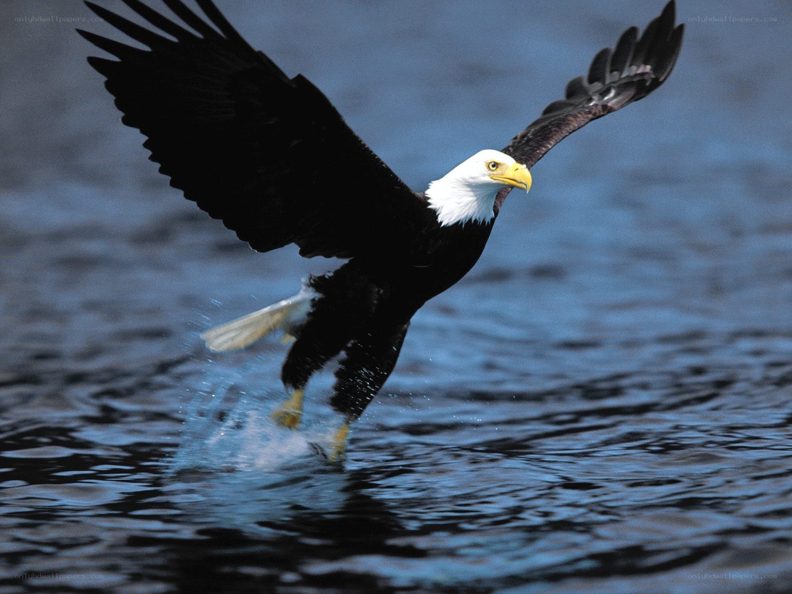 Bald eagle catching fish