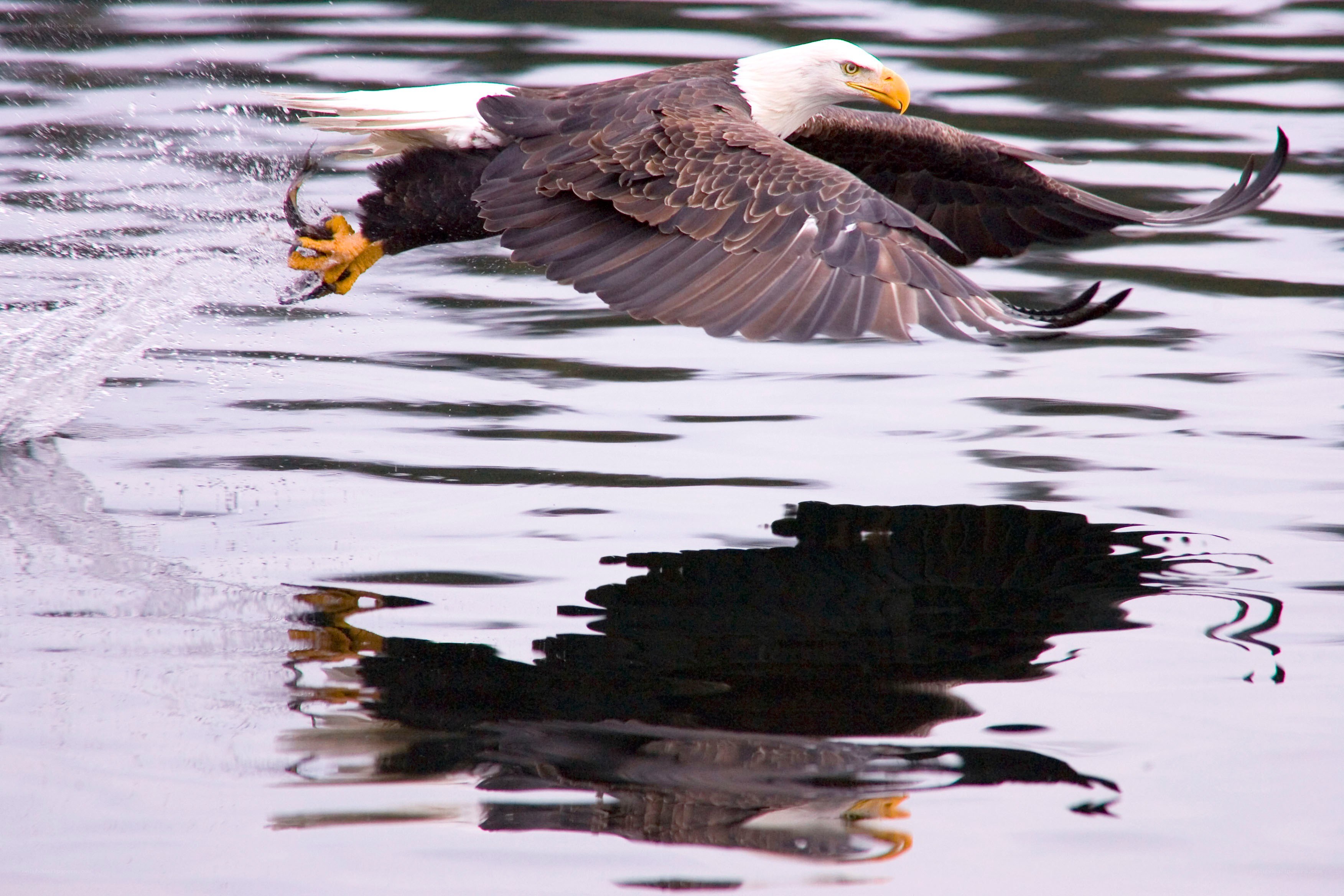 Bald eagle catching fish