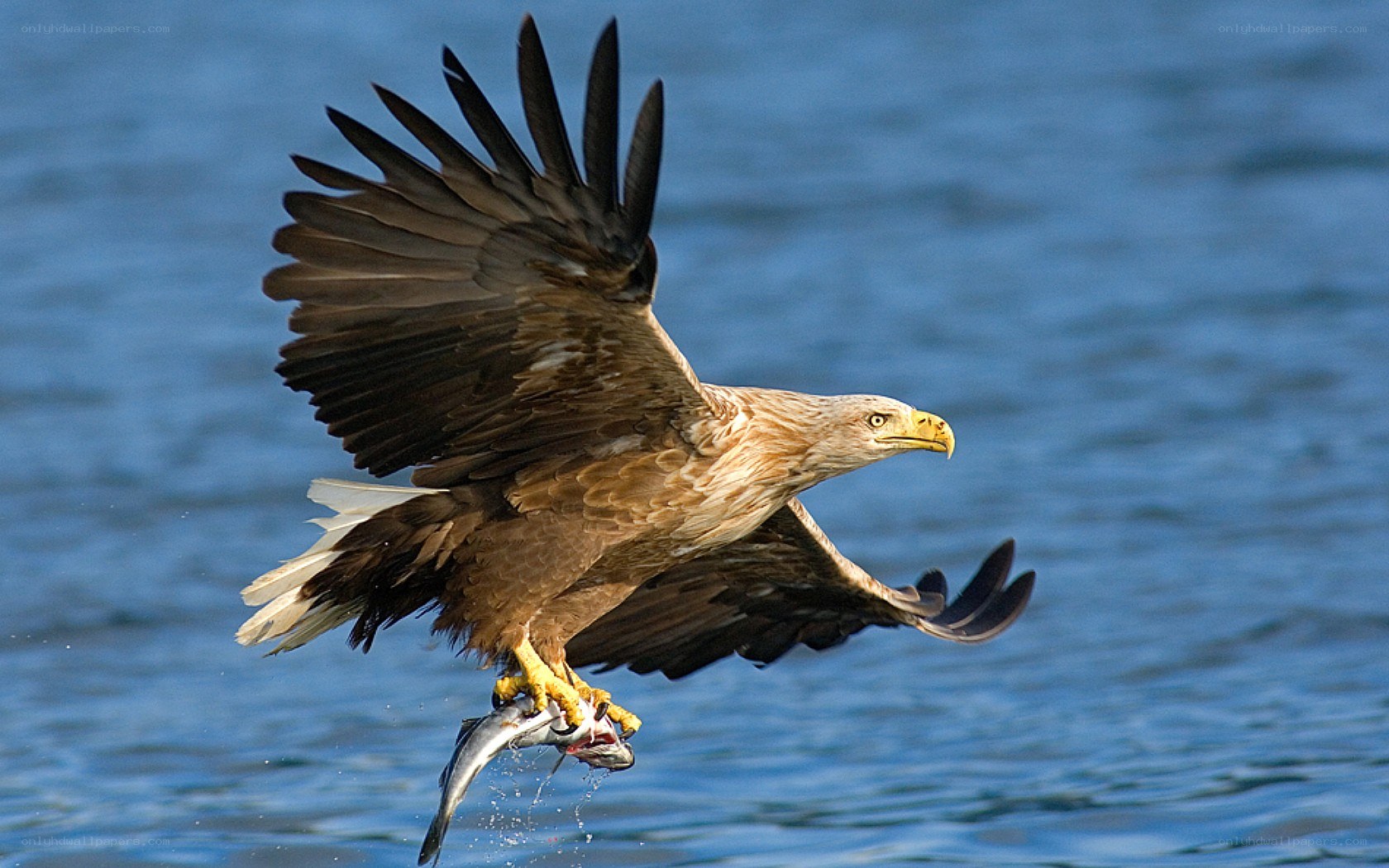 Bald eagle catching fish