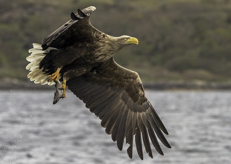 Bald eagle catching fish