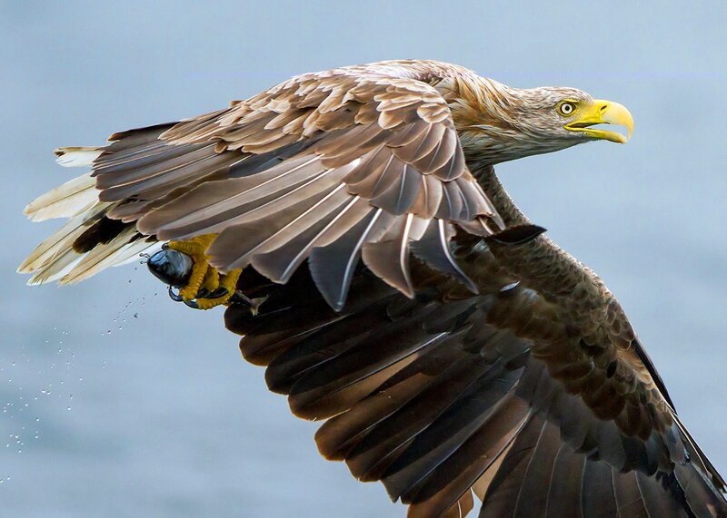 Bald eagle catching fish