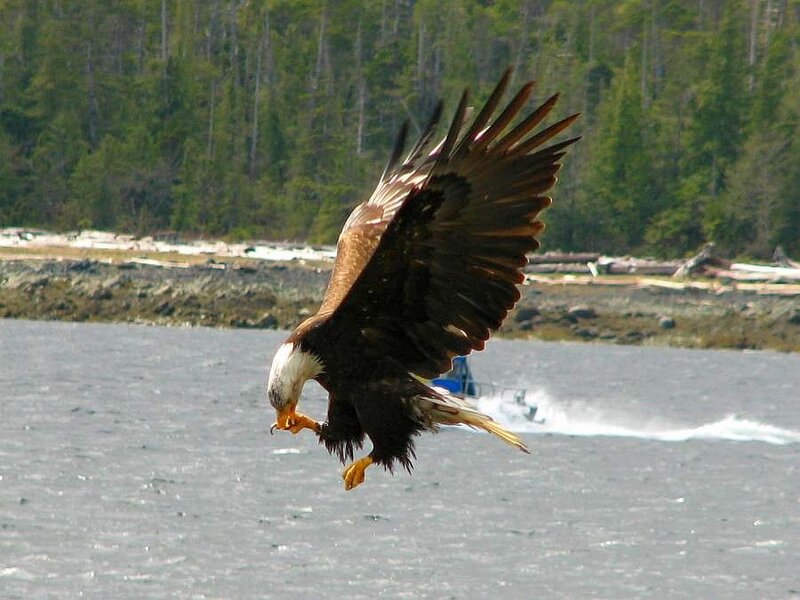 Bald eagle catching fish