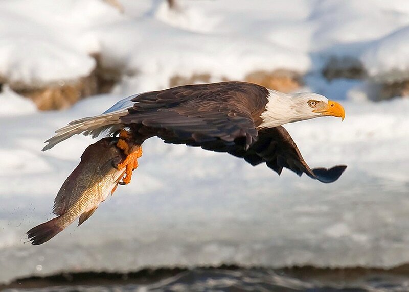 Bald eagle catching fish