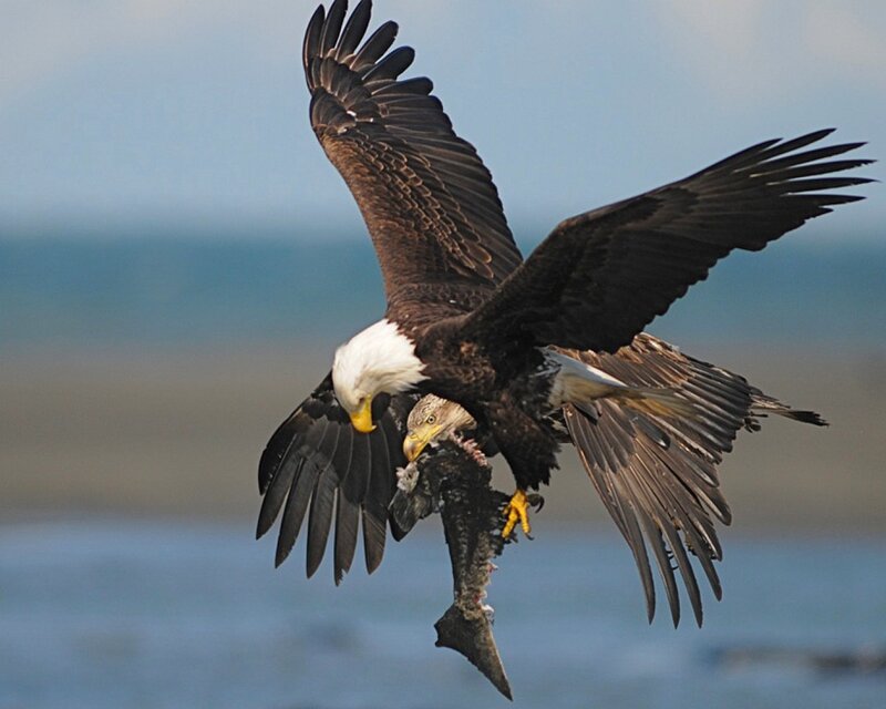 Bald eagle catching fish