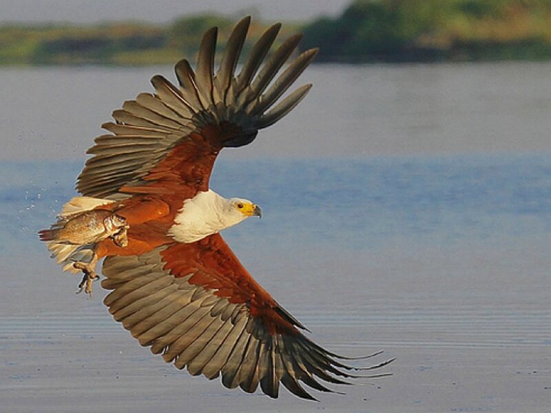 Bald eagle catching fish