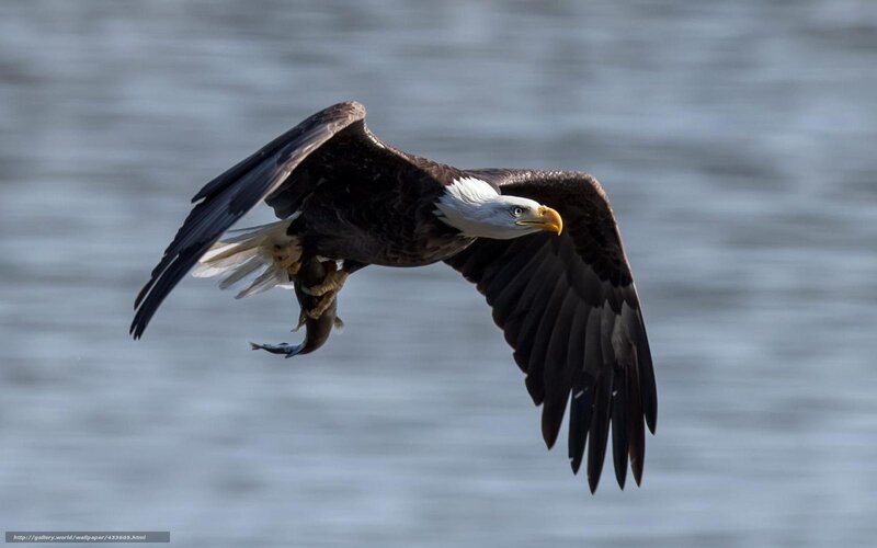 Bald eagle catching fish