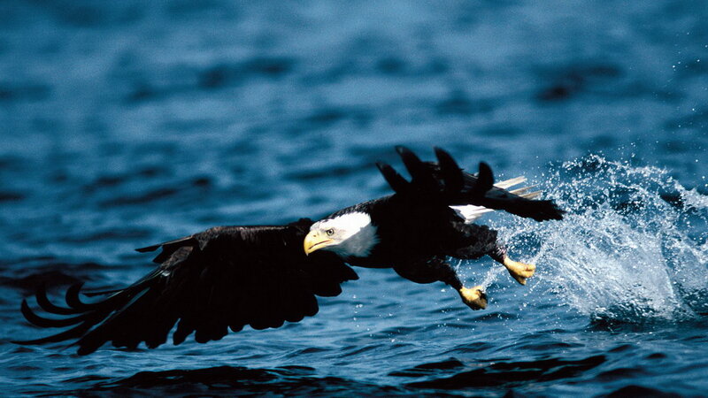 Bald eagle catching fish