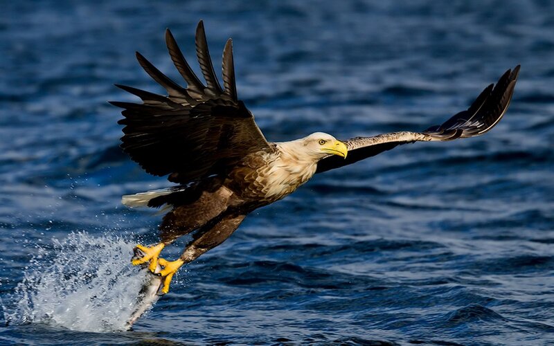 Bald eagle catching fish