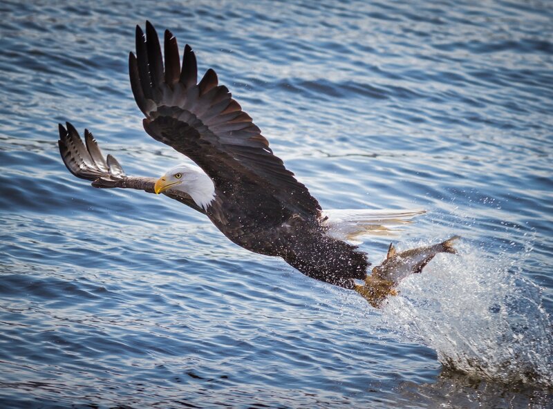 Bald Eagle Catching Fish — Blue, Dramatic, Afternoon, Photograph