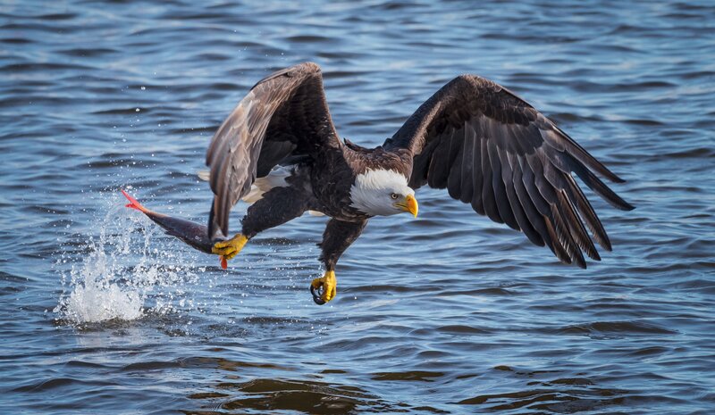 Bald Eagle Catching Fish — Blue, Dramatic, Afternoon, Photograph, Water