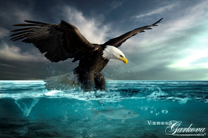 Bald Eagle Catching Fish — Blue, Dramatic, Digital Art