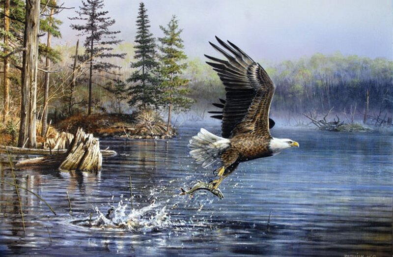 Bald Eagle Catching Fish — Blue, Dramatic, Morning