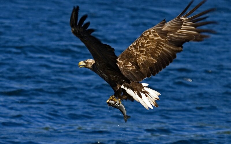 Bald Eagle Catching Fish — Blue, Dramatic, Photograph, Ocean