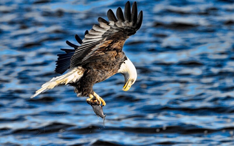 Bald Eagle Catching Fish — Blue, Dramatic, Photograph