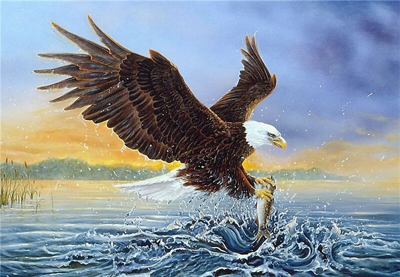 Bald Eagle Catching Fish — Blue, Dramatic, Sunset