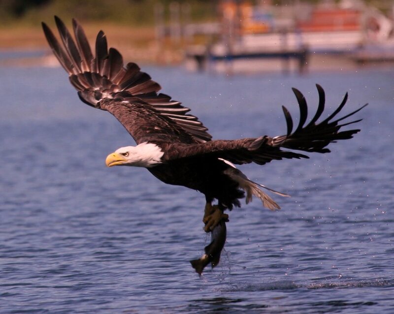 Bald Eagle Catching Fish — Blue, Dramatic