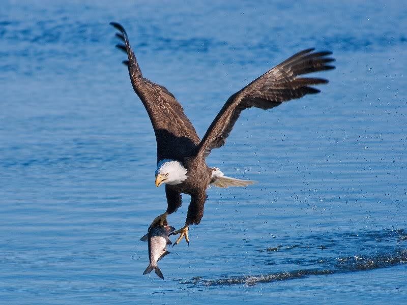 Bald Eagle Catching Fish — Blue, Dynamic, Afternoon, Photograph