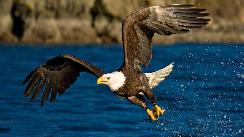 Bald Eagle Catching Fish — Blue, Dynamic, Afternoon, Photograph, Water, Rocks