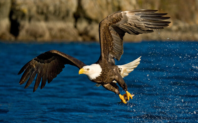 Bald Eagle Catching Fish — Blue, Dynamic, Afternoon, Photograph, Water