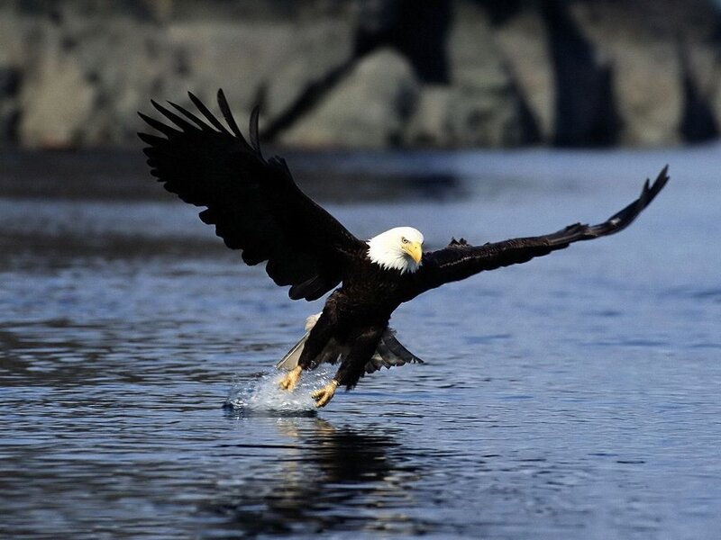 Bald Eagle Catching Fish — Blue, Dynamic, Afternoon
