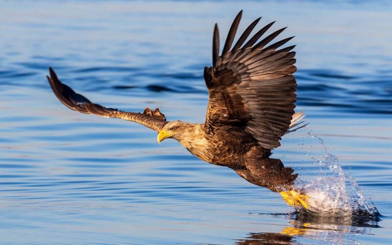 Bald Eagle Catching Fish — Blue, Dynamic, Morning