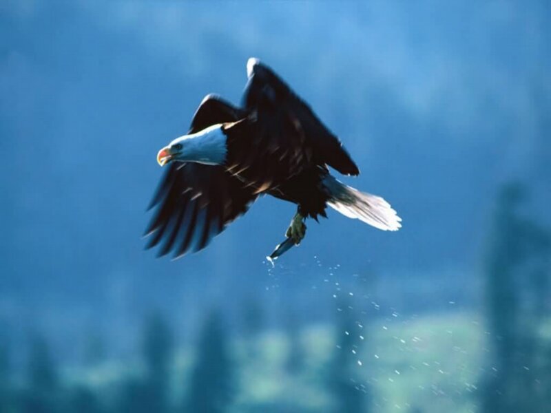 Bald Eagle Catching Fish — Blue, Dynamic, Photograph