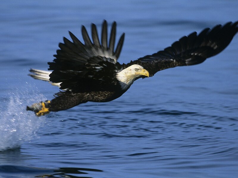 Bald Eagle Catching Fish — Blue, Dynamic, Photograph, Water, Black