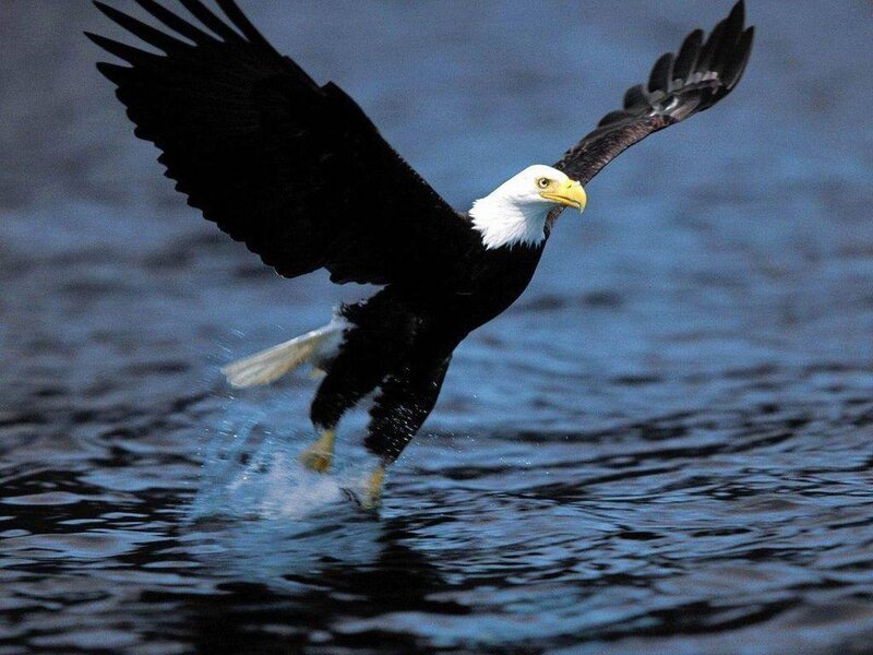Bald Eagle Catching Fish — Blue, Dynamic, Photograph, Water, Sky, White, Black