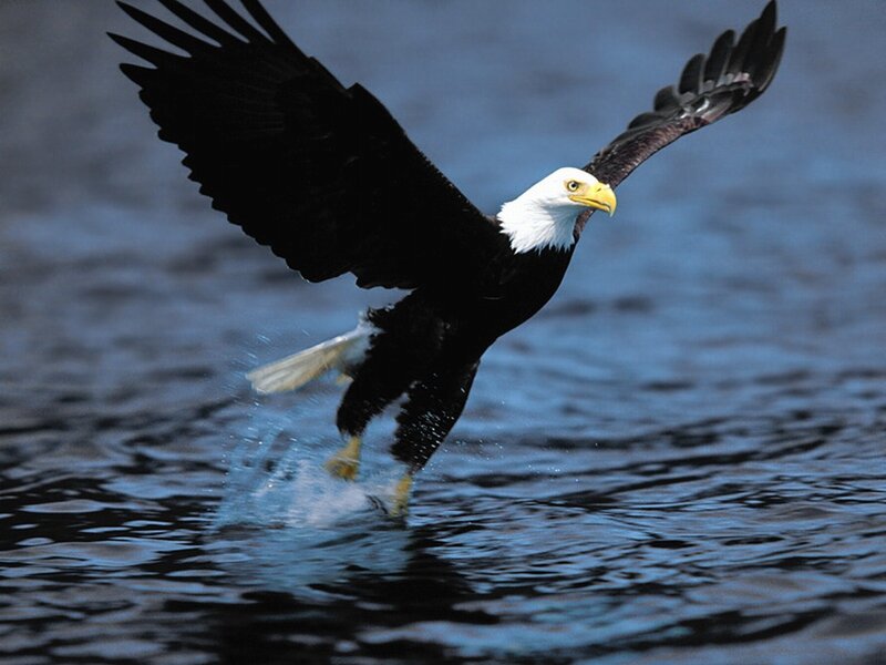 Bald Eagle Catching Fish — Blue, Dynamic, Photograph, Water