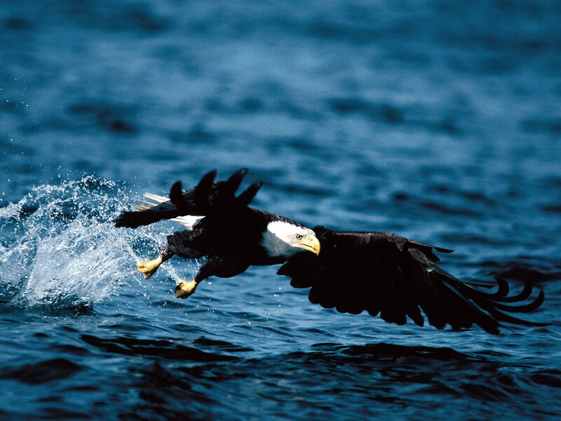 Bald Eagle Catching Fish — Blue, Dynamic, Photograph, Water, Wings, Beak