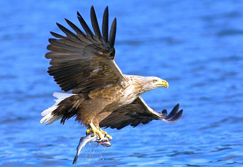 Bald Eagle Catching Fish — Blue, Dynamic