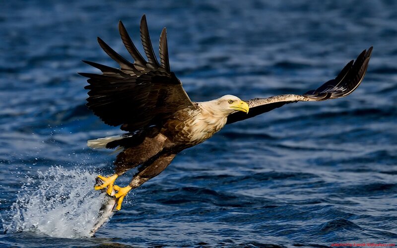 Bald Eagle Catching Fish — Blue