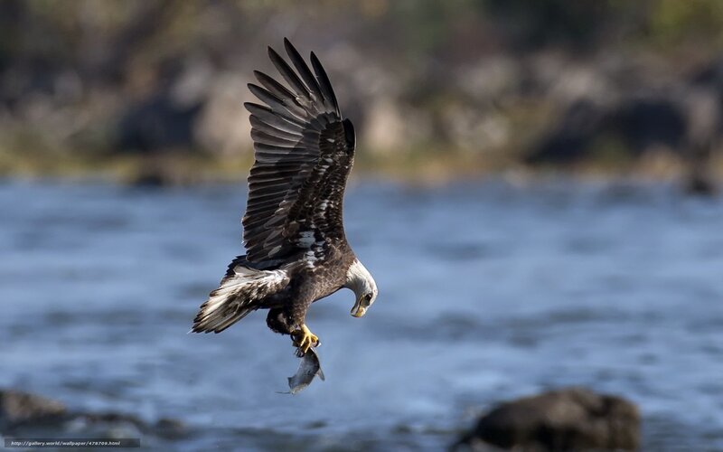 Bald Eagle Catching Fish — Brown, Dramatic, Afternoon