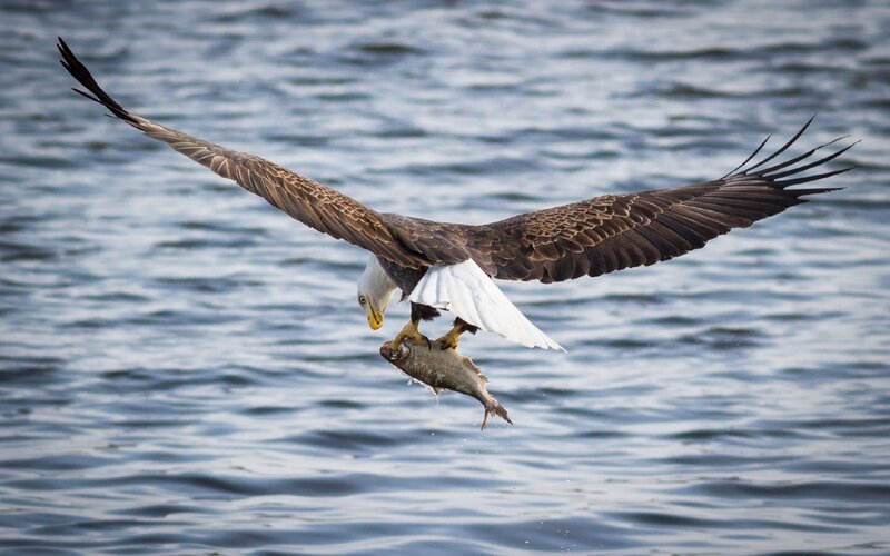 Bald Eagle Catching Fish — Brown, Dramatic, Photograph